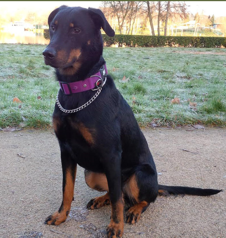 domainedelalicorne.fr Elevage de beauceron chiot beauceron pure race élevage du clos de la licorne elevage des gardiens de la licorne elevage beauceron noir et feu authentique gros gabarits élevage de Beauceron familial sérieux et qualité domainedelalicorne.fr suivi des chiots conseil d’éducation chiot propre bas rouge santé caractère spécialiste du beauceron noir et feu ou arlequin chien rustique berger de France  nos chiots sont élevés avec amour et attention notre passion au service de la qualité Beauceron de qualité et sportif domaine de la licorne 04380 BARRAS élevage en liberté éleveur berger de beauce élevage de beauceron de travail 